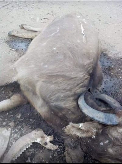 Over 300 Arakan buffaloes die in unknown diseases