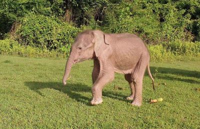 Rare white elephant born in Myanmar