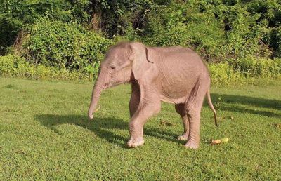 Rare white elephant born in Myanmar