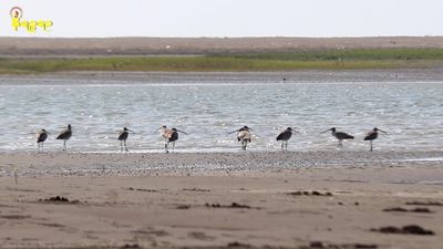 Nantha Island Marine National Park becomes a concern for marine life and rare bird species due to lack of conservation