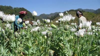 Myanmar's opium production increases to 9-year high