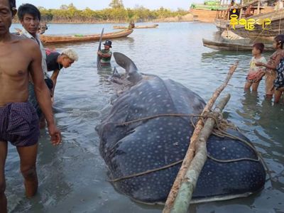 26 feet long whale shark found dead at Kyaukphyu shore