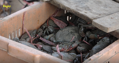 Exported Rakhine crabs to China fetch good price