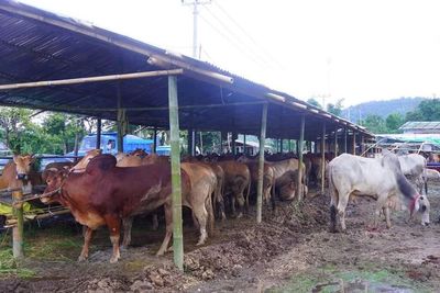 Muslim people face difficulty in celebrating Eid because of cattle price increase   