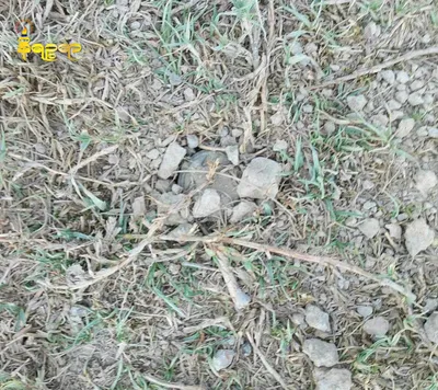Two Landmine Explosions in Kyaukphyu: One Man Loses Leg, Another Injured