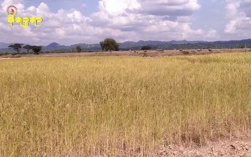  Over 10000 acres of paddy damaged in Arakan